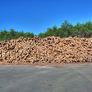 Logs ready to be peeled