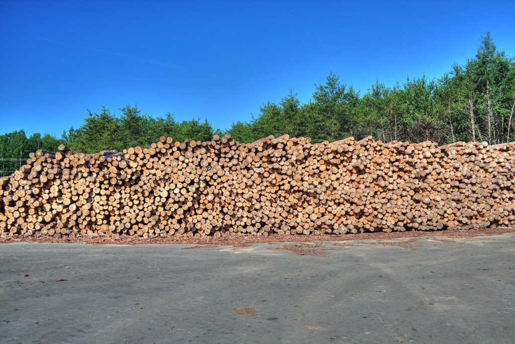 Logs ready to be peeled